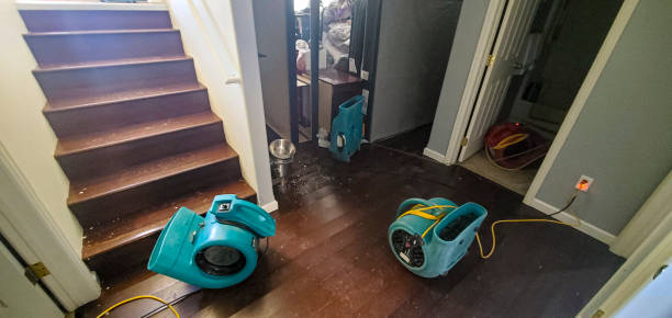 Best Mold removal after water damage  in Racend, LA